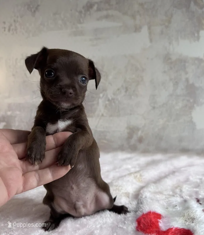 Hershey Jr – Chihuahua puppy for sale in Benton, PA