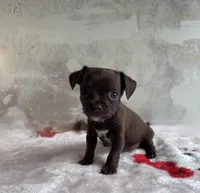 Hershey Jr, a male Chihuahua for sale in Benton, PA – Photo 2 of 5