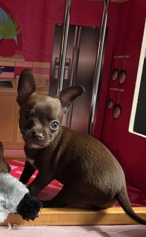 Hershey Jr – Chihuahua puppy for sale in Benton, PA