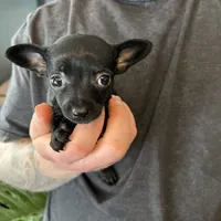 Tropical Night, a female Xoloitzcuintli and Chihuahua for sale in Benton, PA – Photo 6 of 10