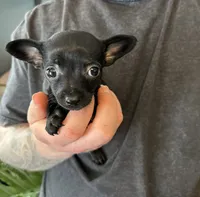 Tropical Night, a female Xoloitzcuintli and Chihuahua for sale in Benton, PA – Photo 6 of 10