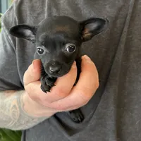 Tropical Night, a female Xoloitzcuintli and Chihuahua for sale in Benton, PA – Photo 7 of 10