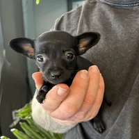 Tropical Night, a female Xoloitzcuintli and Chihuahua for sale in Benton, PA – Photo 3 of 10
