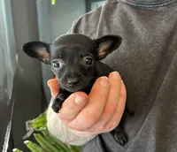 Tropical Night, a female Xoloitzcuintli and Chihuahua for sale in Benton, PA – Photo 3 of 10