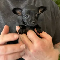 Tropical Night, a female Xoloitzcuintli and Chihuahua for sale in Benton, PA – Photo 8 of 10