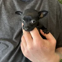 Tropical Night, a female Xoloitzcuintli and Chihuahua for sale in Benton, PA – Photo 9 of 10
