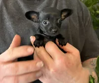 Tropical Night, a female Xoloitzcuintli and Chihuahua for sale in Benton, PA – Photo 1 of 10