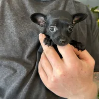 Tropical Night, a female Xoloitzcuintli and Chihuahua for sale in Benton, PA – Photo 5 of 10