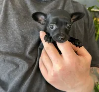 Tropical Night, a female Xoloitzcuintli and Chihuahua for sale in Benton, PA – Photo 5 of 10