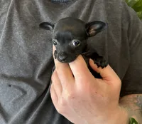 Tropical Night, a female Xoloitzcuintli and Chihuahua for sale in Benton, PA – Photo 4 of 10