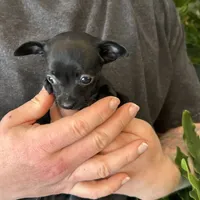 Tropical Night, a female Xoloitzcuintli and Chihuahua for sale in Benton, PA – Photo 2 of 10