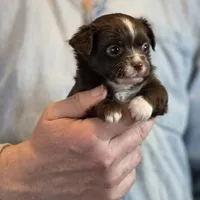 Teddy Longhaired, a male Chihuahua for sale in Benton, PA – Photo 8 of 9