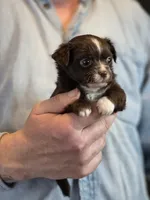 Teddy Longhaired, a male Chihuahua for sale in Benton, PA – Photo 8 of 9
