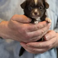 Teddy Longhaired, a male Chihuahua for sale in Benton, PA – Photo 3 of 9