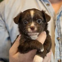 Teddy Longhaired, a male Chihuahua for sale in Benton, PA – Photo 6 of 9