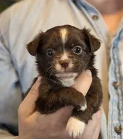 Teddy Longhaired, a male Chihuahua for sale in Benton, PA – Photo 6 of 9
