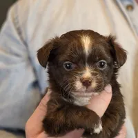 Teddy Longhaired, a male Chihuahua for sale in Benton, PA – Photo 4 of 9