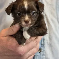 Teddy Longhaired, a male Chihuahua for sale in Benton, PA – Photo 1 of 9