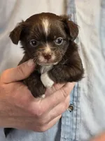 Teddy Longhaired, a male Chihuahua for sale in Benton, PA – Photo 1 of 9