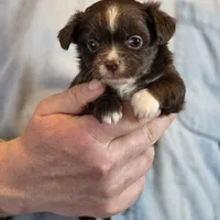 Teddy Longhaired, a male Chihuahua for sale in Benton, PA – Photo 7 of 9