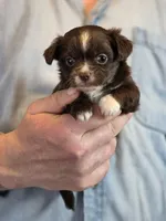 Teddy Longhaired, a male Chihuahua for sale in Benton, PA – Photo 7 of 9