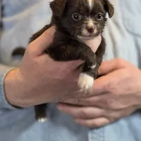 Teddy Longhaired, a male Chihuahua for sale in Benton, PA – Photo 5 of 9