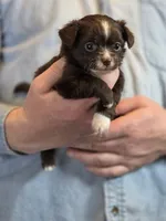 Teddy Longhaired, a male Chihuahua for sale in Benton, PA – Photo 5 of 9