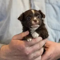 Teddy Longhaired, a male Chihuahua for sale in Benton, PA – Photo 2 of 9