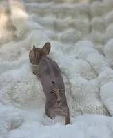 Whisper , a male Xoloitzcuintli and Chihuahua for sale in Camden, AR – 9 of 9