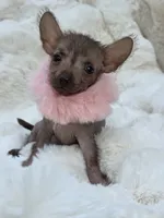 Diva, a female Xoloitzcuintli and Chihuahua for sale in Camden, AR – 4 of 9