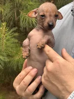 Mummytroll  , a male Xoloitzcuintli and Chihuahua for sale in Camden, AR – 8 of 10