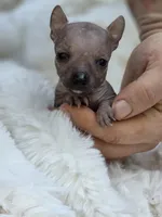 Cleo, a female Xoloitzcuintli and Chihuahua for sale in Camden, AR – 2 of 8