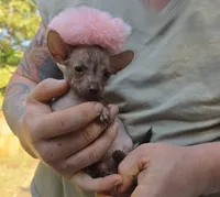Diva, a female Xoloitzcuintli and Chihuahua for sale in Camden, AR – 9 of 9