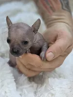 Cleo, a female Xoloitzcuintli and Chihuahua for sale in Camden, AR – 4 of 8