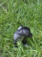 Yaretzi, a female Xoloitzcuintli and Chihuahua for sale in Camden, AR – 4 of 7