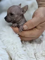 Cleo, a female Xoloitzcuintli and Chihuahua for sale in Camden, AR – 7 of 8