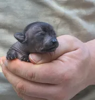 Midnight, a female Xoloitzcuintli and Chihuahua for sale in Camden, AR – 4 of 10