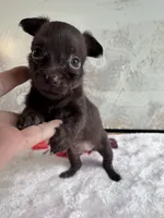 Lady Godiva , a female Chihuahua and Brussels Griffon for sale in Benton, PA – Photo 6 of 6