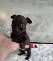 Lady Godiva , a female Chihuahua and Brussels Griffon for sale in Benton, PA – Photo 5 of 6