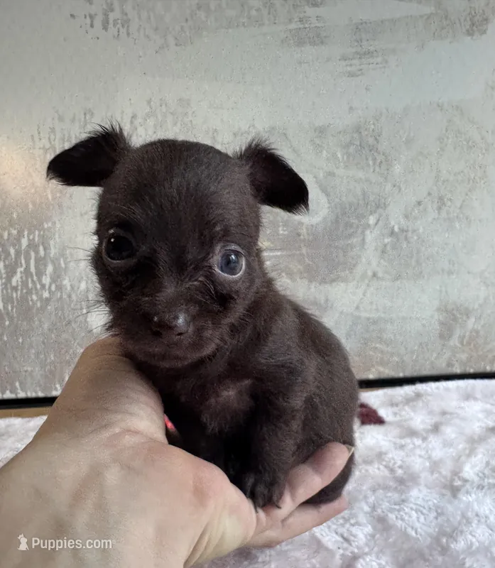 Lady Godiva  – Chihuahua, Brussels Griffon puppy for sale in Benton, PA