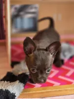 Lady Godiva , a female Chihuahua and Brussels Griffon for sale in Benton, PA – Photo 3 of 9