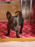 Lady Godiva , a female Chihuahua and Brussels Griffon for sale in Benton, PA – Photo 7 of 9