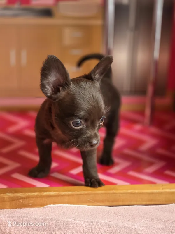 Lady Godiva  – Chihuahua, Brussels Griffon puppy for sale in Benton, PA