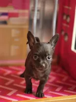 Lady Godiva , a female Chihuahua and Brussels Griffon for sale in Benton, PA – Photo 6 of 9