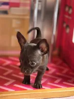 Lady Godiva , a female Chihuahua and Brussels Griffon for sale in Benton, PA – Photo 8 of 9