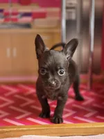 Lady Godiva , a female Chihuahua and Brussels Griffon for sale in Benton, PA – Photo 5 of 9