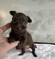 Lady Godiva , a female Chihuahua and Brussels Griffon for sale in Benton, PA – Photo 3 of 6