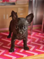 Lady Godiva , a female Chihuahua and Brussels Griffon for sale in Benton, PA – Photo 2 of 9