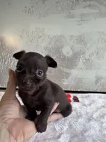 Lady Godiva , a female Chihuahua and Brussels Griffon for sale in Benton, PA – Photo 4 of 6