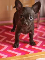 Lady Godiva , a female Chihuahua and Brussels Griffon for sale in Benton, PA – Photo 4 of 9